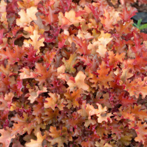Heuchera Helmikpööris Orangeberry C1,4
