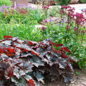 Heuchera Helmikpööris Palace Purple P12