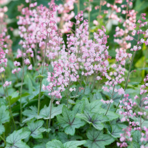 Heucherella Pisipööris Pink Fizz C2