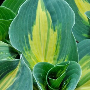 Hosta Dream Queen C1,4