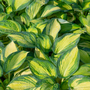 Hosta Great Expectations C1,4