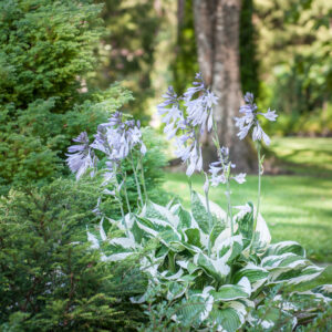 Hosta Patriot C1,4/2