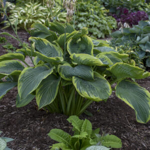 Hosta Shadowland Wu La La C1,4