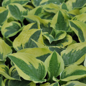 Hosta Wide Brim C1,4