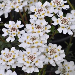 Iberis semp. Fischbeck P12