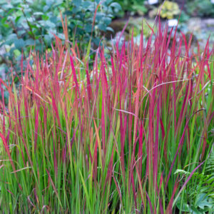 Imperata cylindrica Red Baron C2