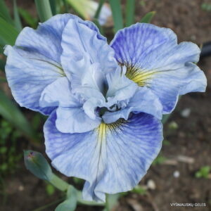 Iris sibirica Mission Bay C1,4