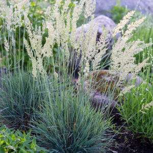 Koeleria glauca C1,4