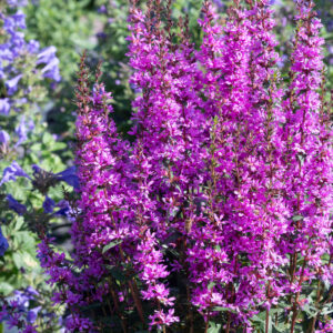 Lythrum hyb.Luminara lilac C2