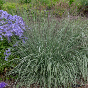 Molinia a. Roog-sinihelmikas Mostenveld