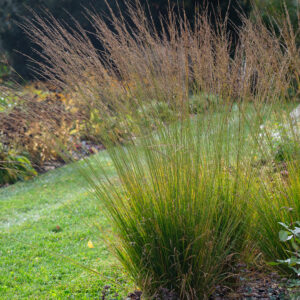 Molinia c. Har. sinihelmikas Heidebraut C1,4/C2