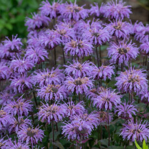 Monarda Blue Moon C2