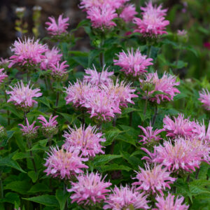 Monarda Pink Frosting C1,4