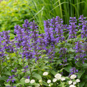 Nepeta ner. Sooniline naistenõges Neptun C2