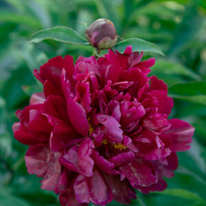 Paeonia Peter Brand C3,5