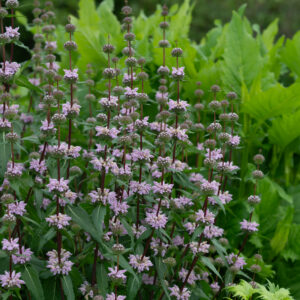 Phlomis tub. Mugul-tuliürt Amazone C1,4