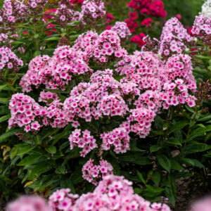 Phlox p. Aed-leeklill Bright Eyes C1,4