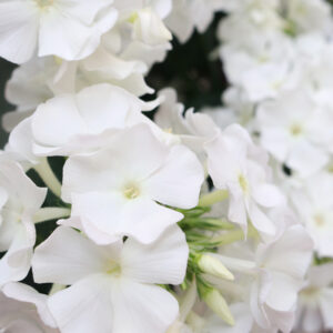 Phlox p. Aed-leeklill Flame White Improved C2