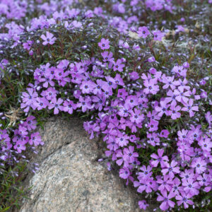 Phlox s. Nõelj.leh leeklill Purple Beauty P12