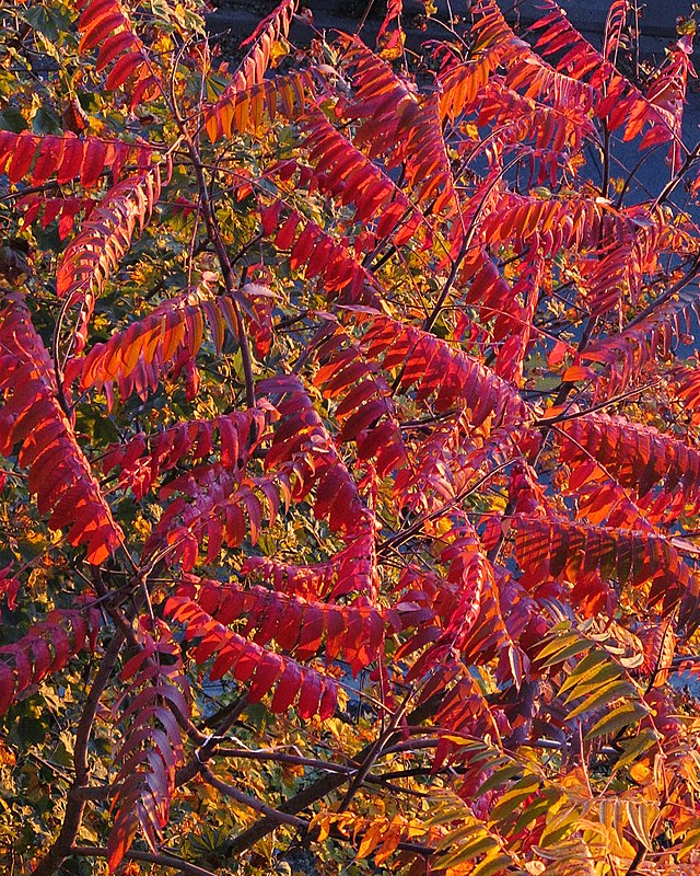 Äädikapuu Rhus typhina Co 14-16 H250-300