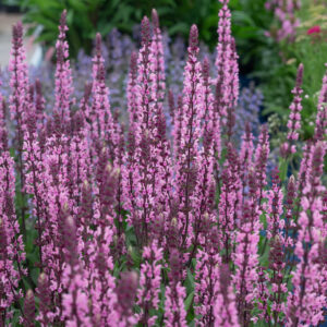 Salvia n. Metssalvei Caradonna PINK  C2