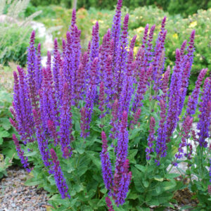 Salvia n. Metssalvei Ostfriesland C2