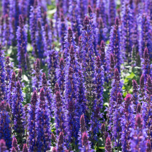 Salvia n.Metssalvei Sensation Deep Blue C2
