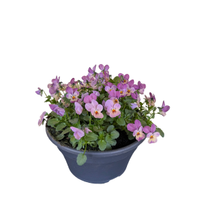 Võõrasema/Sarvkannike Viola-viola cornuta C5/C7,5