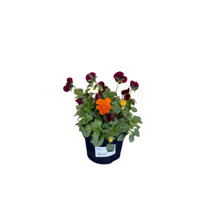 Võõrasema-Sarvkannike Viola-Viola cornuta P12