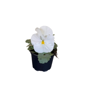 Võõrasema/Sarvkannike Viola/Viola cornuta  P9