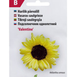 Päevalill Valentine 30s