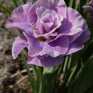 Iris sibirica Pink Parfait C1,4