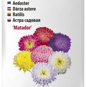 Aster Matador segu 80s