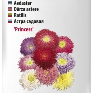 Aster Princess segu 80s