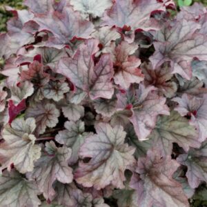 Heuchera Helmikpööris Huckleberry C2