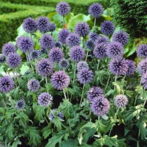 Echinops b.Blue Glow C1,4 C2