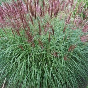 Miscanthus s.Hiina siidpööris Ferner Osten p19