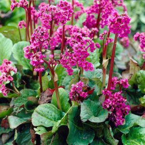 Bergenia Eroica C1,4