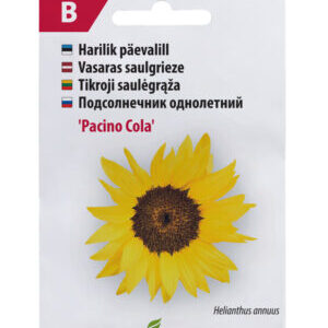 Päevalill Pacino Cola 30s