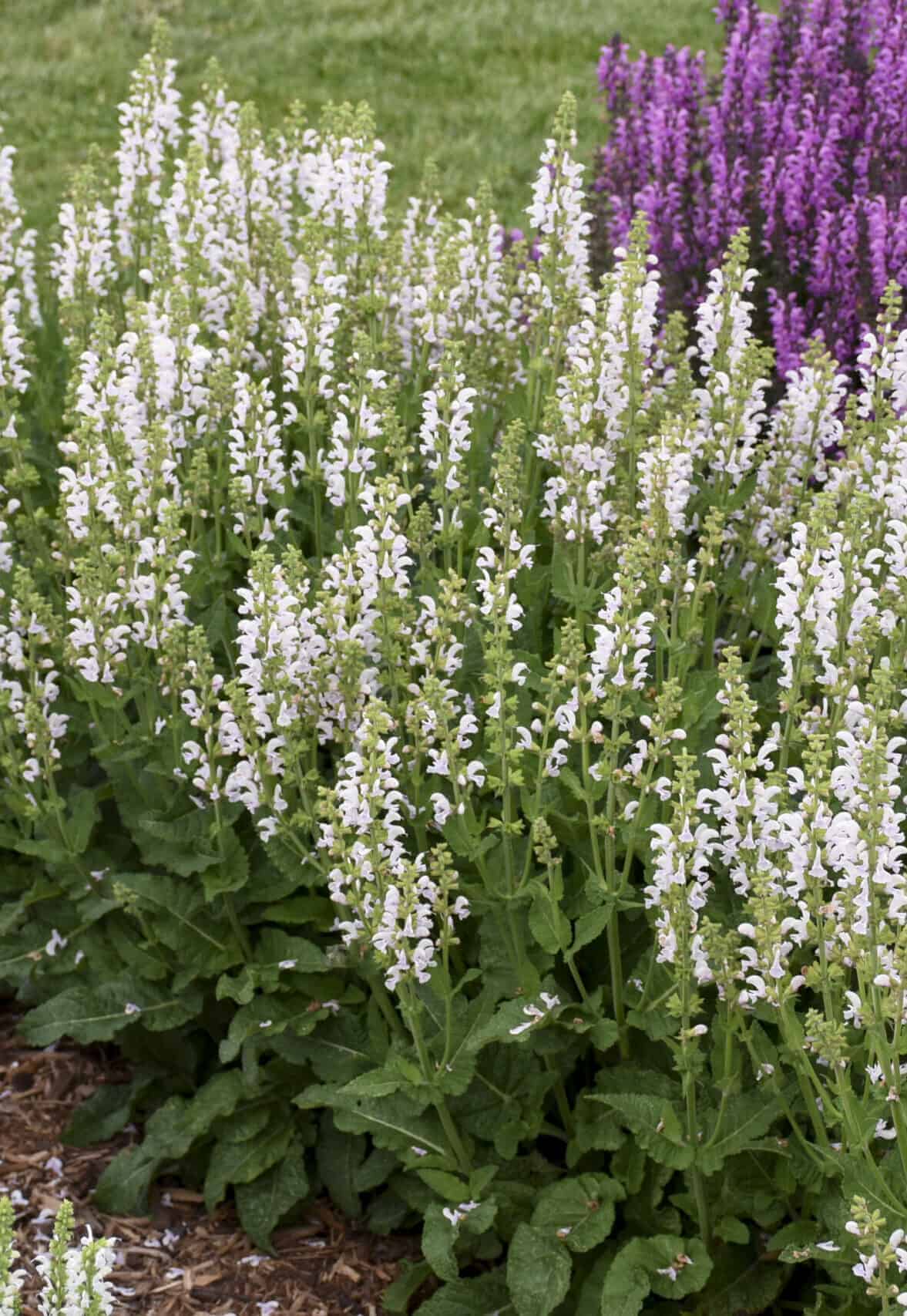 Aassalvei Color Snow Kiss salvia pratensis C2