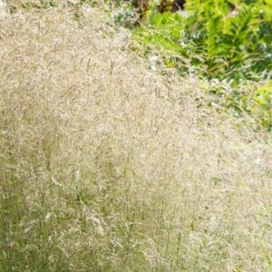 Deschampsia c.Luht-kastevars Goldtau C2