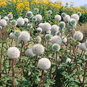 Echinops sph.Artic Glow C1,4