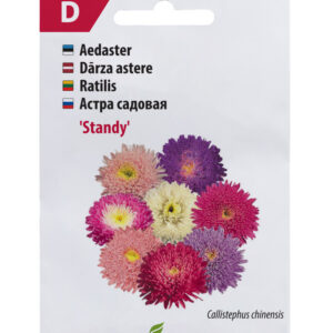 Aster Standy segu 80s