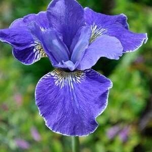 Iris sibirica Silver Edge C1,4