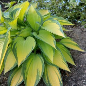 Hosta June C1,4