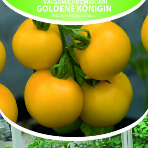 Tomat Golden Königin 1g