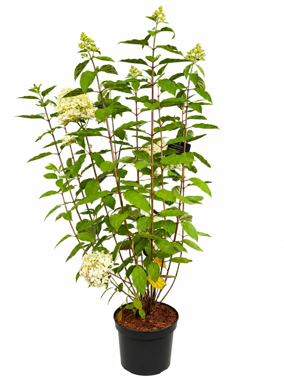 Aedhortensia Magical Summer Hydrangea paniculata C7,5 50-60
