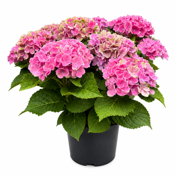 Suurelehine hortensia SORDID Hydrangea macrophylla C5