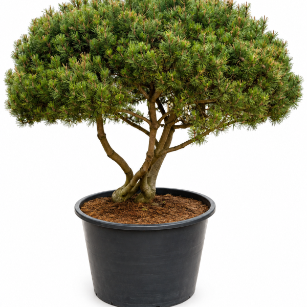 Pinus m.mughus mägimänd UMBRELLA 150-175 C500