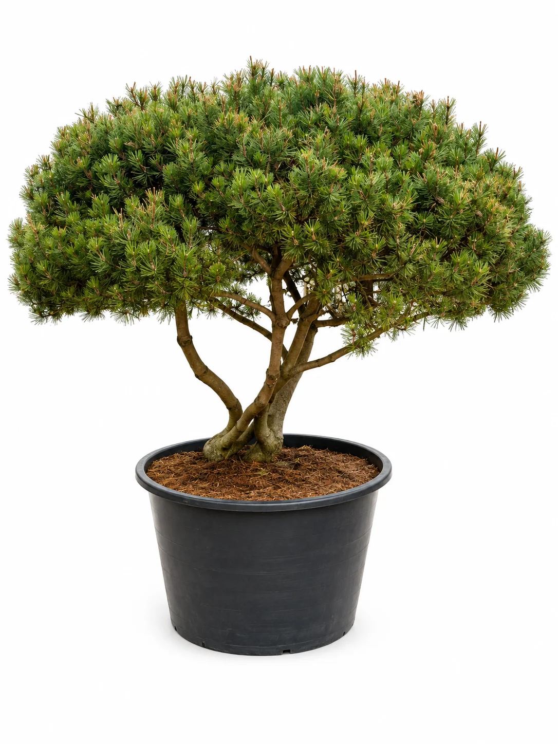 Pinus m.mughus mägimänd UMBRELLA 150-175 C500